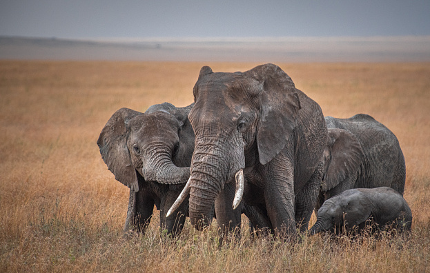 Полное погружение в природу и Занзибар