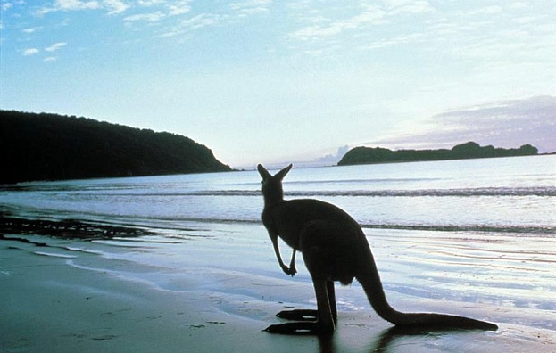 Южные мотивы – великая океанская дорога и Австралийский Галапагос
